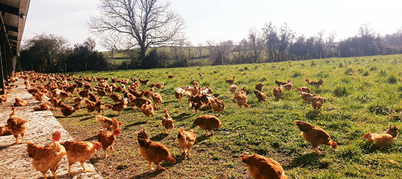 Nos poules